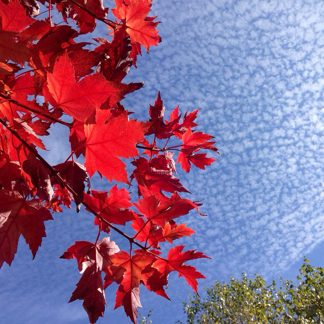 Fisher Farms Subdivision - Heidi Dzik